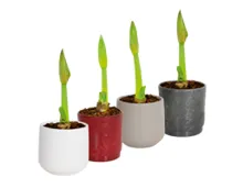 Amaryllis im Übertopf