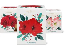 Amaryllis, Iris und Muscari, in Geschenkverpackungen