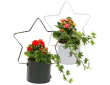 Arrangement Zinkstern