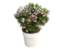 Australische Wachsblume T14