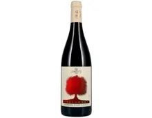 Barbera d'Asti Docg Gelsomora Cossetti (2023) – Rotwein, Italien (0.75l)