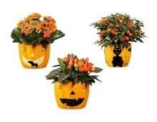 Bepflanzte Halloweenkeramik