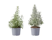 Bio Rosmarin & Lavendel Pyramide