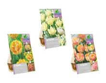 Blumenzwiebeln «Farbwechsel»