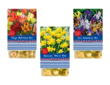 Blumenzwiebeln «Frühling»