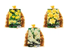 Blumenzwiebeln «Narzissen»