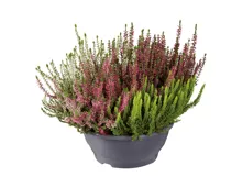 Calluna Schale Quattro