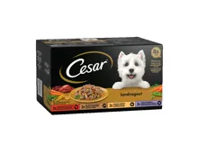 Cesar Hundefutter