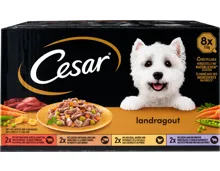 Cesar Hundefutter Landragout in Sauce