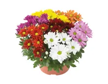 Chrysanthemen Carneval XL