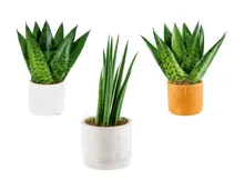 «Easy Care»-Keramikpflanzen