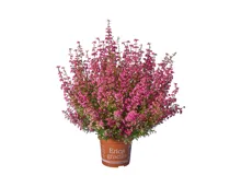 Erica Gracilis Herbst-Glut