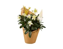 Esmara Christrose mit Wichtel