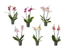 Esmara Phalaenopsis-2-Stieler