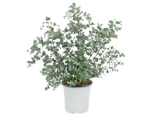 Eukalyptus