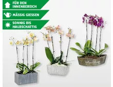 Exklusives Orchideen-Arrangement