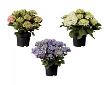 Gartenhortensien XL