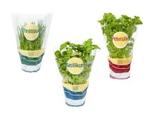 Gartenkräuter