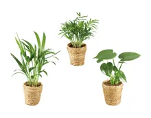 Grünpflanzen «Trend im Korb»