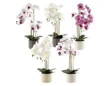 HOME CREATION Naturgetreue Orchidee