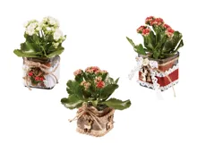 Kalanchoe im Rentier Glas