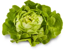Kopfsalat grün