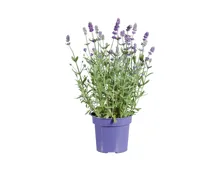 Lavendel angustifolia «Ardeche»