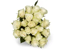 M-Classic Minirosen, Fairtrade