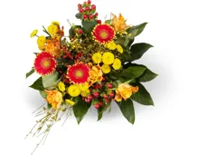 M-Classic Strauss Surprise Maxi