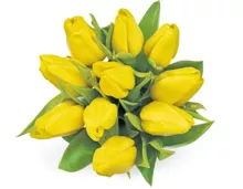 M-Classic Tulpen im Bund, 10 Stück