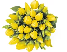 M-Classic Tulpen im Bund, 30 Stück