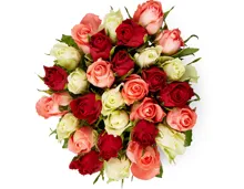 Minirosen, Fairtrade