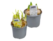 Mix CC Zwiebelpflanzen PG1