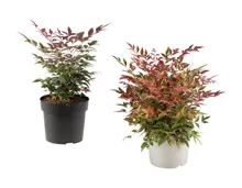 Nandina Himmelsbambus