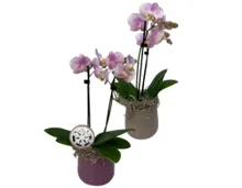 Orchidee im Übertopf