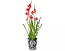 Orchideen im 12-cm-Keramiktopf