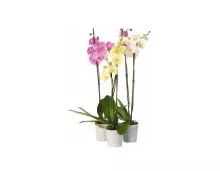 Orchideen Phalaenopsis