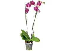 Phalaenopsis 2 Rispen
