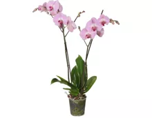 Phalaenopsis 2 Rispen