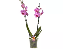 Phalaenopsis 2 Rispen