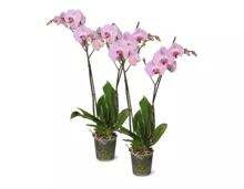 Phalaenopsis, 2 Rispen, im 12-cm-Topf