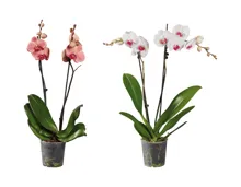 Phalaenopsis 2-Stieler