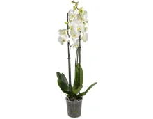 Phalaenopsis 3 Rispen