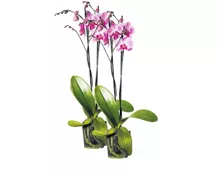 Phalaenopsis im Duo-Pack