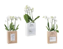 Phalaenopsis in Foto-Box