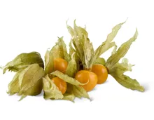 Physalis