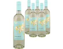 Pinot Grigio DOC Fior di Papione 6x 75cl (2025) – Weisswein, Italien (0.75l)