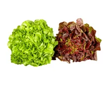 Schweizer Bio Eichblattsalat