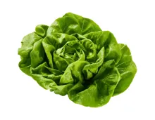 Schweizer Kopfsalat