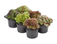 Sempervivum, 6er Tray